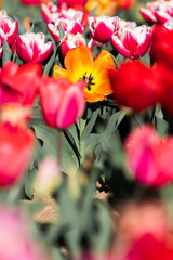 festa di colori in un campo di tulipani 
