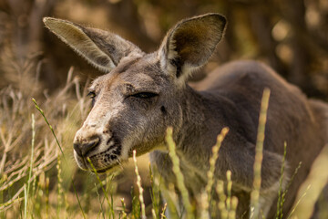 Naklejka na ściany i meble Close-up head shot of a red kangaroo sneaking through the tall grass