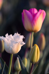 festa di colori in un campo di tulipani 