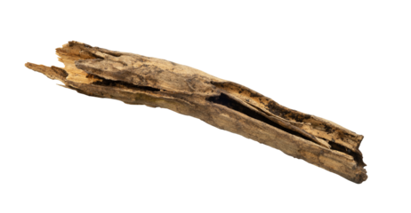 Abstract old tree trunk isolated element