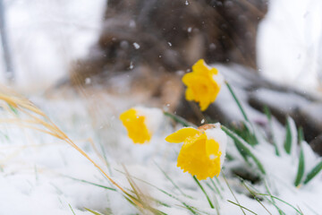 Fototapeta premium Closeup of yellow daffodils covered with snow in Washoe Valley, Nevada