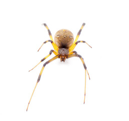 Latrodectus geometricus, commonly known as the brown widow, brown button spider, grey widow, brown black widow, house button spider or geometric button spider front view isolated on white background