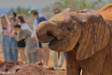 side view of an adorable orphaned baby elephant drinking water at the Sheldrick Wildlife Trust...