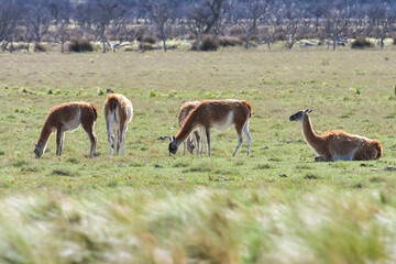 Guanaco, , in pampas grassland environment, La Pampa province, Patagonia,  Argentina