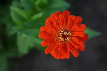 Close-up macro of an orange Zinnia flower plant with a blurred background