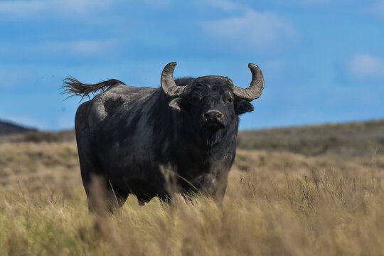 Water buffalo, Bubalus bubalis, species introduced in Argentina, La Pampa province, Patagonia.