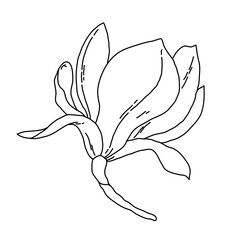 Magnolia flower blooming line art. Hand drawn realistic detailed vector illustration. Black and white clipart.