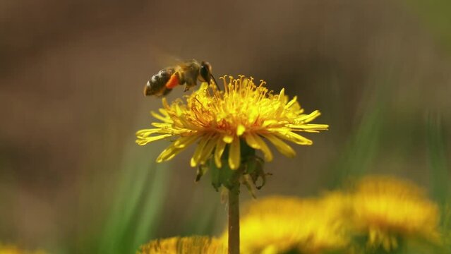 Closeup view of a bee on a dandelion flower in the early morning