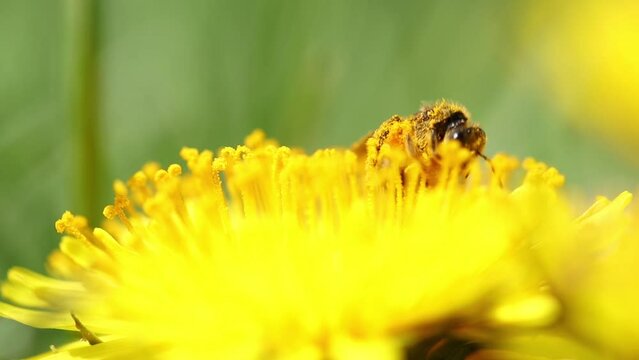 Closeup view of a bee on a dandelion flower in the early morning