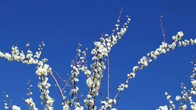 Flowers on a tree against the blue sky