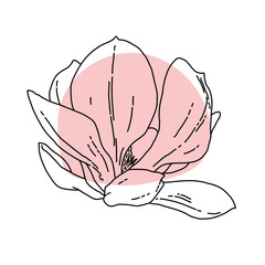 Magnolia flower blooming line art. Hand drawn realistic detailed vector illustration. Banner clipart.