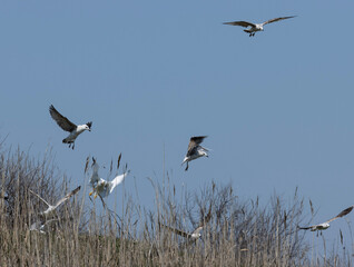The flight of the seagulls is a dance with the wind and waves. Their wings spread wide, catching the salty breeze as they soar effortlessly over the sea.