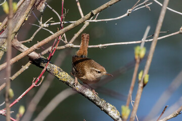 Close-up shot of a Eurasian wren sitting on a tree branch
