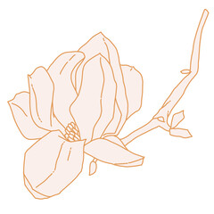 Magnolia flower blooming art. Hand drawn realistic detailed vector illustration. Golden luxury clipart.