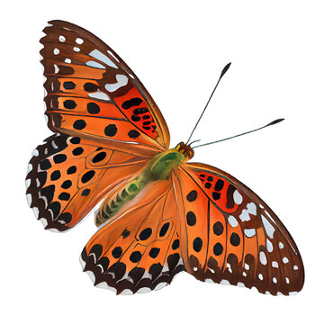 Gulf fritillary  buterfly. Watercolor with transparent background. Generative AI