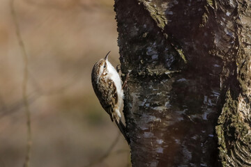 Close-up shot of a treecreeper in a blurry background