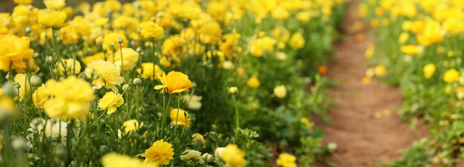 photo with low angle of buttercup spring flowers. Selective focus