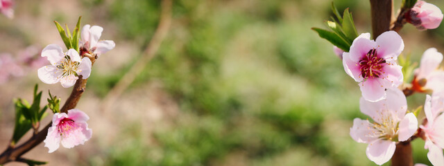 background of spring blossom tree. selective focus