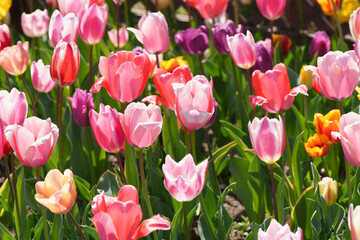 チューリップと春