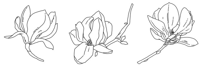 Magnolia flower blooming art. Hand drawn realistic detailed vector illustration. Black and white clipart collection.