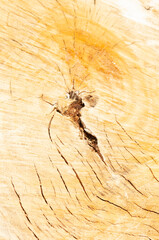 Top view, close up, macro of, cut end of a chestnut, tree trunk, sunny day