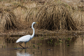 Close-up shot of a great egret standing in a pond