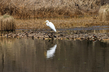 Close-up shot of a great egret standing in a pond