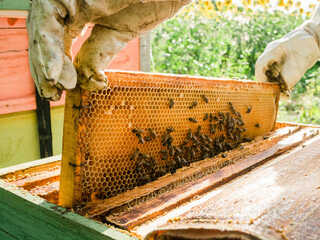 Beekeeper removing honeycomb from beehive. Person in beekeeper suit taking honey from hive. Farmer...