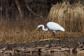 Great egret bird perched by the lake - brown dried grass in the background