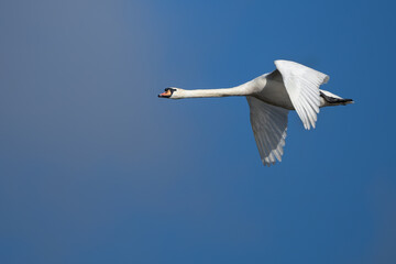 Mute swan gliding through the air