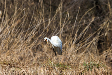 Close-up shot of a great egret standing on a dry grass