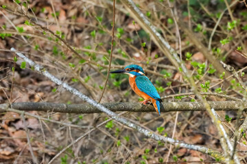 Close-up shot of a common kingfisher sitting on a tree branch