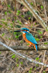 Vertical close-up shot of a common kingfisher sitting on a tree branch