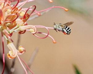 Bee on a flower