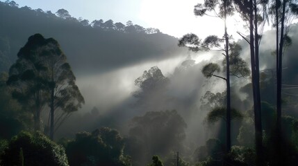 A Panoramic View Of A Misty Forest With Tall Trees Shrouded In Fog And Rays Of Sunlight Filtering Through. Generative AI