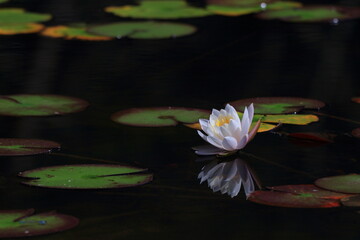 水に浮かぶ睡蓮
