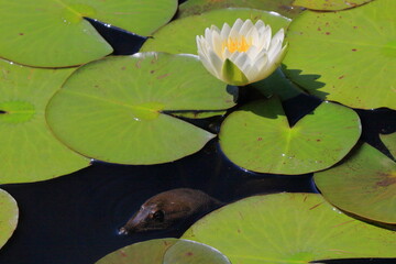 睡蓮とスッポン