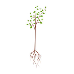 Tree with roots, vector illustration
