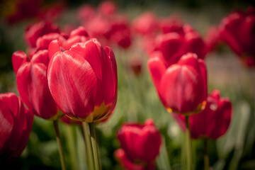 Field of red tulips in the sun