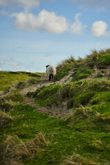 Obraz premium Irland