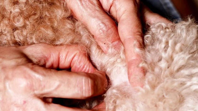 Hand search and remove tick flea from pet dog fur coat