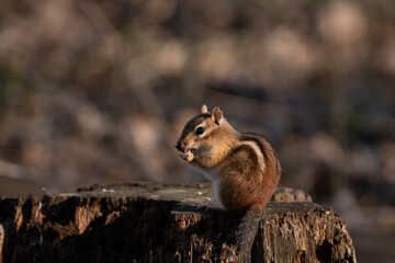 Close-up shot of a chipmunk sitting on a tree stump holding something in its mouth