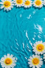 Vertical shot of daisies floating on shiny water against a blue background with copy space