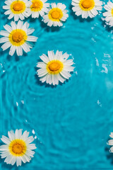Vertical shot of daisies on water against a blue background with copy space