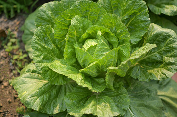 Fototapeta na wymiar Organic vegetables for salads.