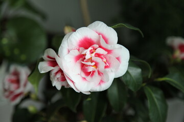 camellias 'tama ariake'