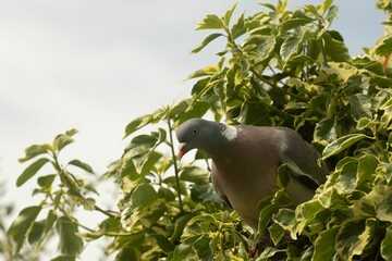 Closeup shot of a wood pigeon (Columba palumbus) emerging from dense ivy