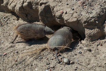 Hairy Armadillo, in desert environment, Peninsula Valdes, Patagonia, Argentina