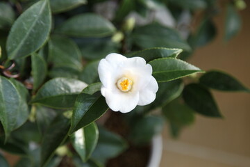 camellias