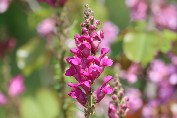 Shallow focus shot of the pink Antirrhinum majus flower